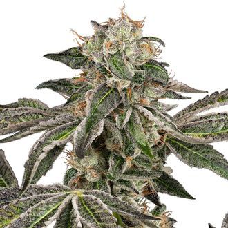 Runtz Autoflower (White Label) Feminisoidut