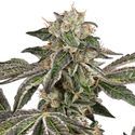 Runtz Autoflower (White Label) Feminisoidut