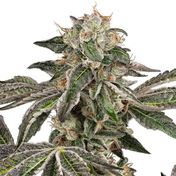 Runtz Autoflower (White Label) Feminisoidut