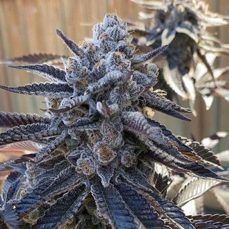 Bahama Berry (Solfire Gardens) feminisoidut