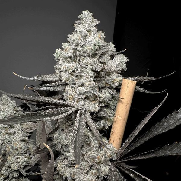 Barf Breath (Solfire Gardens) Feminisoidut