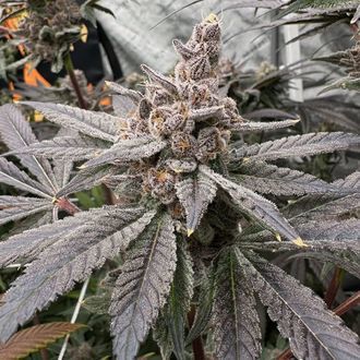 Gasserole (Solfire Gardens) Feminisoidut