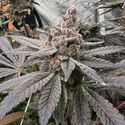 Gasserole (Solfire Gardens) Feminisoidut