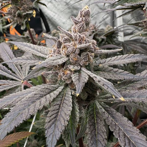 Gasserole (Solfire Gardens) Feminisoidut