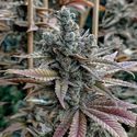 Lemon Elixir (Solfire Gardens) Feminisoidut