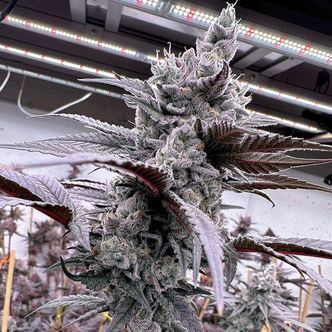 Lung Buster (Solfire Gardens) Feminisoidut kannabiksen siemenet