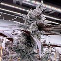 Lung Buster (Solfire Gardens) Feminisoidut