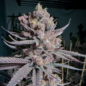 Ripe (Solfire Gardens) feminisoitu