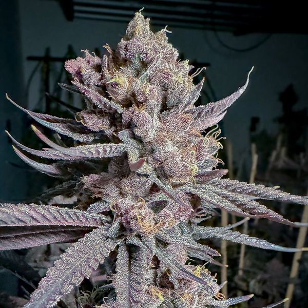 Ripe (Solfire Gardens) Feminisoidut