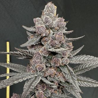 Sinferno (Solfire Gardens) feminisoitu