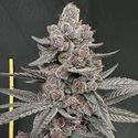 Sinferno (Solfire Gardens) Feminisoidut