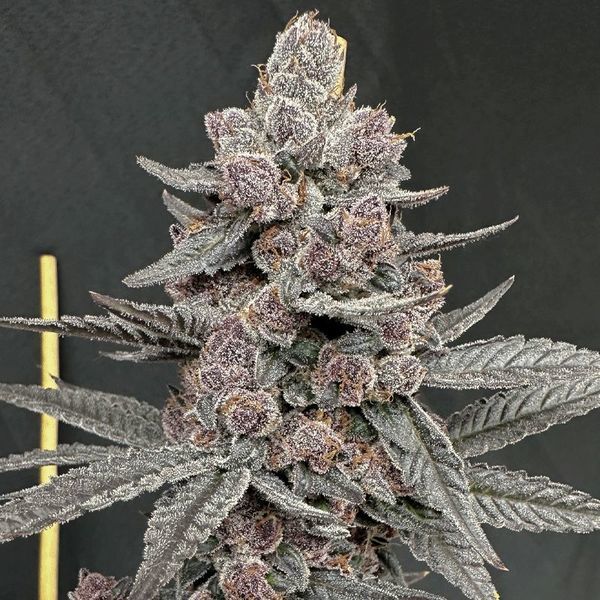 Sinferno (Solfire Gardens) Feminisoidut