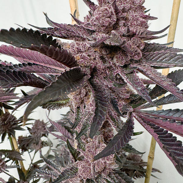 Strawmata (Solfire Gardens) Feminisoidut