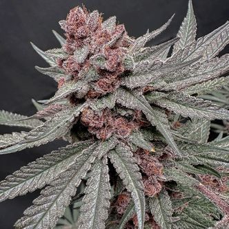 Terpgasm (Solfire Gardens) Feminisoidut