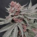 Terpgasm (Solfire Gardens) Feminisoidut