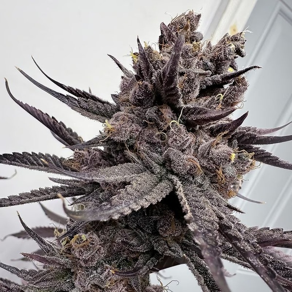 Trap God (Solfire Gardens) Feminisoidut