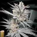Trich Beast (Solfire Gardens) Feminisoidut