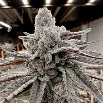 Yummy Yummy (Solfire Gardens) Feminisoidut
