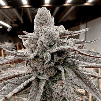 Yummy Yummy (Solfire Gardens) Feminisoidut
