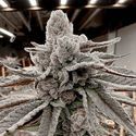 Yummy Yummy (Solfire Gardens) Feminisoidut