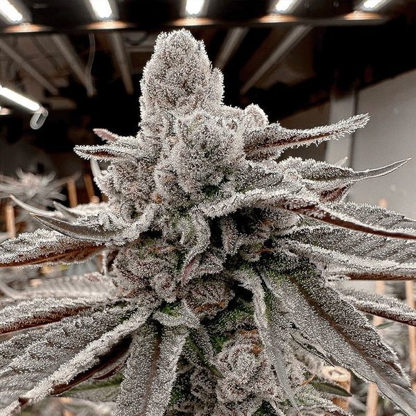 Yummy Yummy (Solfire Gardens) Feminisoidut