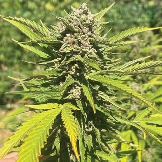 Banana Melt (Humboldt Seed Company) feminisoitu