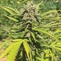 Banana Melt (Humboldt Seed Company) Feminisoidut