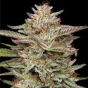 Banana OG (Humboldt Seed Company) Feminisoidut