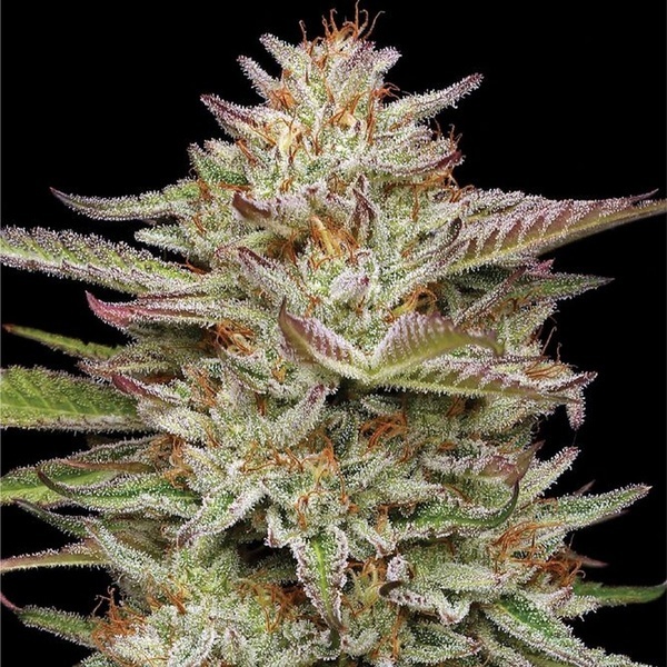 Banana OG (Humboldt Seed Company) Feminisoidut