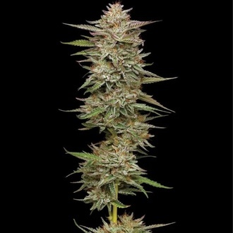 Banana OG (Humboldt Seed Company) Feminisoidut