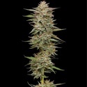 Banana OG (Humboldt Seed Company) Feminisoidut