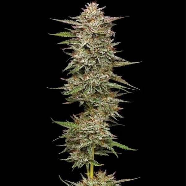 Banana OG (Humboldt Seed Company) Feminisoidut