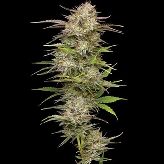 California Haze (Humboldt Seed Company) feminisoidut