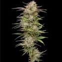 California Haze (Humboldt Seed Company) Feminisoidut
