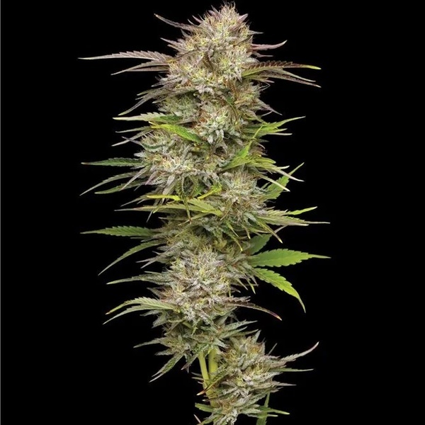 California Haze (Humboldt Seed Company) Feminisoidut
