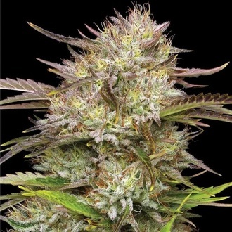 California Haze (Humboldt Seed Company) Feminisoidut