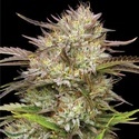 California Haze (Humboldt Seed Company) Feminisoidut