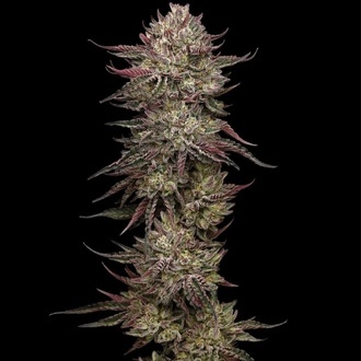 Chicken N' Wafflez (Humboldt Seed Company) Feminisoidut
