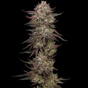 Chicken N' Wafflez (Humboldt Seed Company) Feminisoidut
