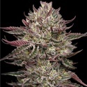 Chicken N' Wafflez (Humboldt Seed Company) Feminisoidut