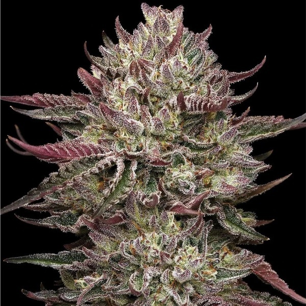 Chicken N' Wafflez (Humboldt Seed Company) Feminisoidut