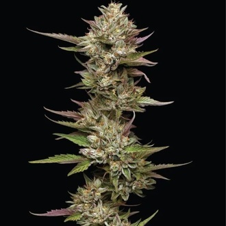 Moon Fog (Humboldt Seed Company) Feminisoidut