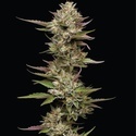 Moon Fog (Humboldt Seed Company) Feminisoidut