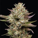 Moon Fog (Humboldt Seed Company) Feminisoidut