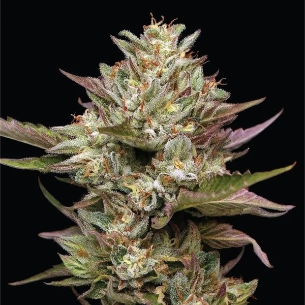 Moon Fog (Humboldt Seed Company) Feminisoidut