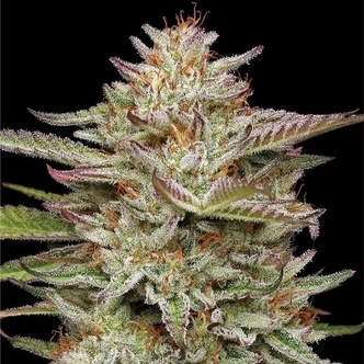 Banana OG Auto (Humboldt Seed Company) feminisoitu
