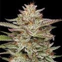 Banana OG Auto (Humboldt Seed Company) Feminisoidut