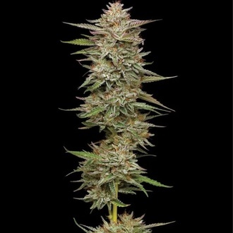 Banana OG Auto (Humboldt Seed Company) Feminisoidut