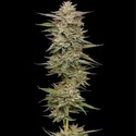 Banana OG Auto (Humboldt Seed Company) Feminisoidut
