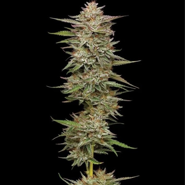 Banana OG Auto (Humboldt Seed Company) Feminisoidut